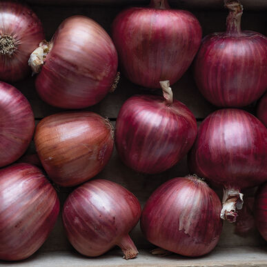 Onion | Red