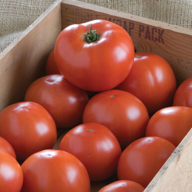 Tomato | Beefsteak