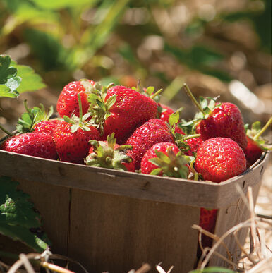 Strawberries | Pint