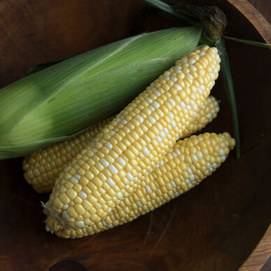 Sweet Corn | Certified Organic