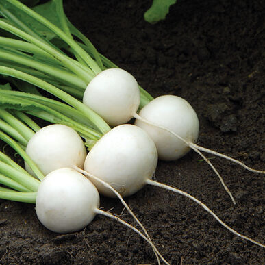 Sweet Turnips | White
