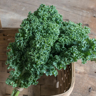 Curly Kale | Green