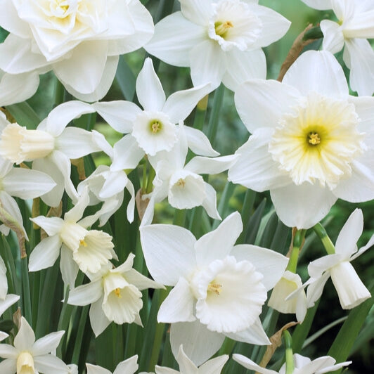 Daffodil Bouquets | Holland Mix