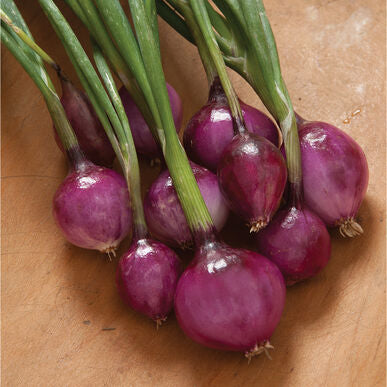 Pearl Onions | Purple