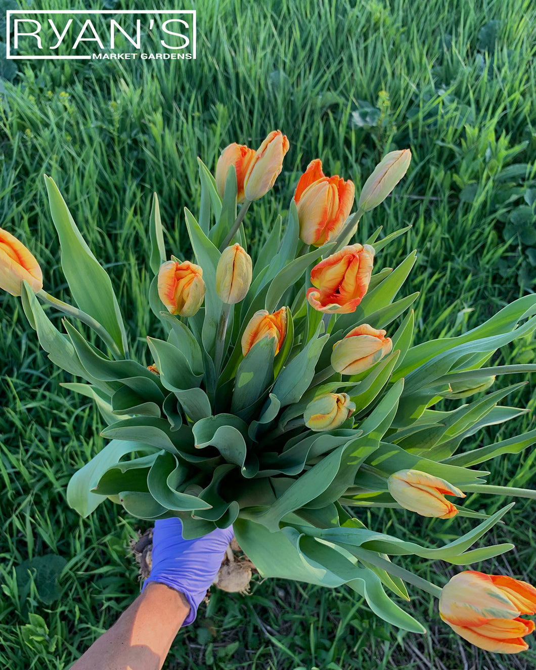 Tulip Bouquets
